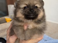 Pomeranian Teddy Bear Mini Teacup Dişi
