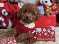 Safkan Irk Garantili Toy Poodle Yavrularımız