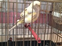 Yeni eşe atılmış takım gloster kanaryalar
