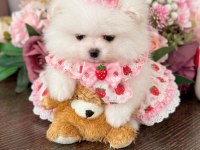MİKRO BOY PRENSES POMERANİAN