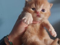 RED VE RED BICOLOR ERKEK KEDİLERİMİZ