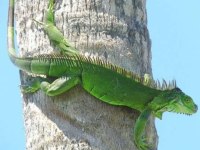 Kırmızı Mavi Yeşil İguana