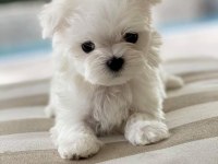 maltese 0 numara kore kan bebek köpeklerimiz