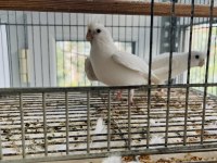 Albino Sultan Papağanı Takımı