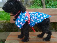 Toy poodle