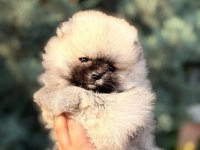 Ankarada Tek Pomeranian Bebekler