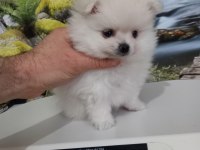 Çok Tatlı Uygun Fiyatlı Pomeranian Yavru