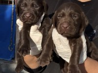 Labrador redriever sevimli yavrular