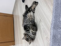 2 aylık british erkek longhair