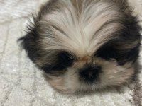 yavru şitsu köpeği