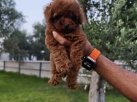 Ankara’nın en özel Kore surat Toy poodle 