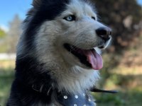 Husky köpeğimize acil yuva aranıyor