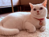 1 Yaşında Dişi British Shorthair Kısır