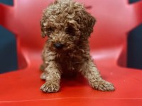 Ömürlük Yuva Arayan Kıvırcık Toy Poodle Kardeşler