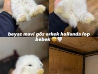 HOLLANDA LOP TAVŞANLARI