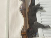 Scottish fold dişi 6 aylık bebek