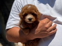 Oyuncu maltipoo yavruları