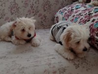 3 ERKEK TERRİER BEBEĞİM