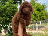 Anne altından red Brown poodle yavrumuz
