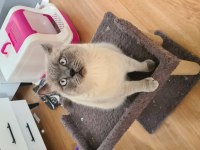 Evde kedi fazlalığından ev kedilerimi sahiplendiriyorum