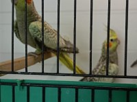 PASİFİK PETSHOPTAN YAVRU SULTAN PAPAĞANLARI