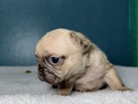 MAVİ GÖZ FRENCH BULLDOG YAVRULAR