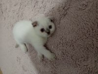 Minik scottish fold yavrumuz yuva arıyor