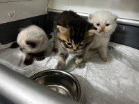 Rezerveye açık scottish fold yavrularımız
