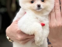 DİŞİ POMERANİAN BOO