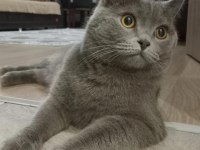 British Shorthair Kedim Leomu Sahiplendiriyorum