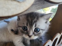 Bebek kediler yeni yuvalarına hazır