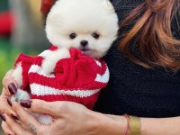 ALBİNO BEMBEYAZ FİNCAN BOY POMERANİAN BOO