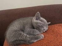 British shorthair yavrumuza sıcak yuva arıyoruz