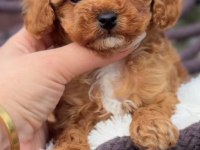 Toy Poodle Kore