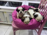 A kalite shih tzu yavrular