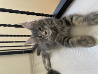 3 AYLIK GRİ MAINE COON