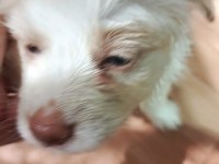 4 yavru köpeğimiz 1 buçuk aylık acil