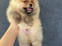 Teacup pomeranian