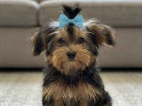 Baldan tatlı yorkshire terrier yavrular