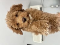 Maltipoo detaylar için telefonla görüşüm sağlayacağım
