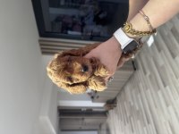 Toy poodle dişi yavrular