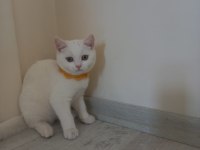 İki kardeş british kedilerimiz