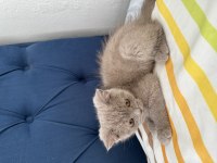 Lokum gibi british shorthair kızımız