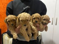 Rezerveye açık toy poodle yavru