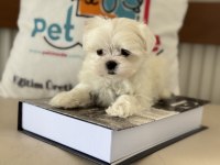 Petmode köpek çiftliğinden tea cup kore kan maltese