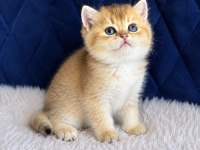 British shorthair ve longhair golden yavrular
