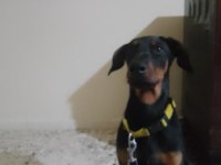 Saf Doberman yavrusu