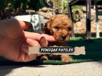 RED BROWN TOY POODLE