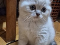 Scottish fold biritish shorthair sağlık garantil