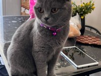 British shorthair dişi